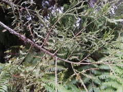 Dacrycarpus dacrydioides