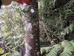 Dacrycarpus dacrydioides