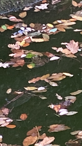 Iberian Green Frog