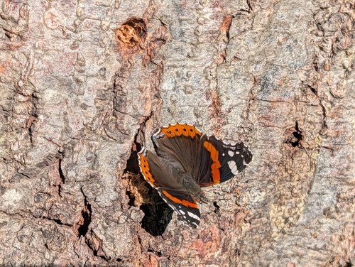 Red Admiral