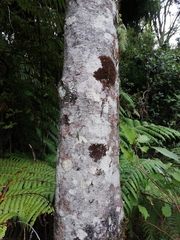 Dacrycarpus dacrydioides