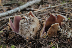 Sarcosphaera coronaria