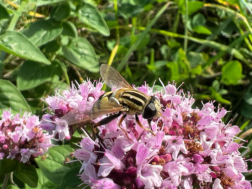 Trivittate Marsh Fly