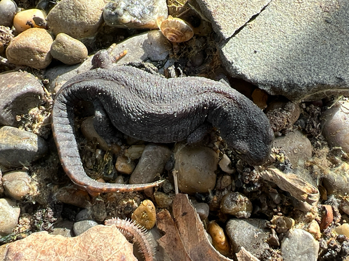 Alpine Newt