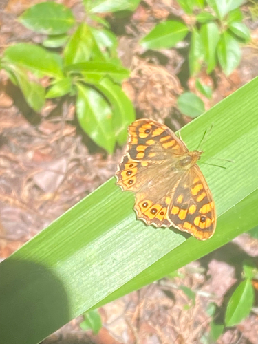 Speckled Wood