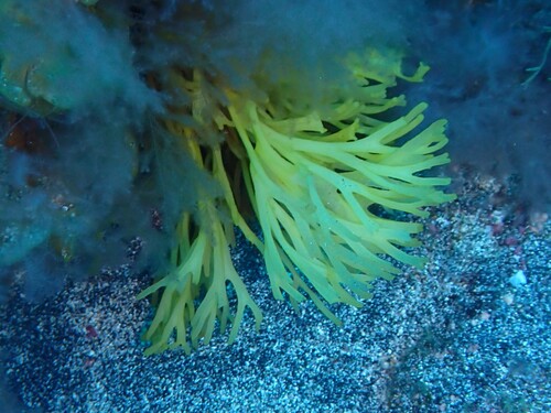 Sebdenia observed 2026-10-09