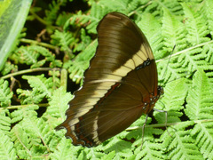 Siproeta epaphus trayja