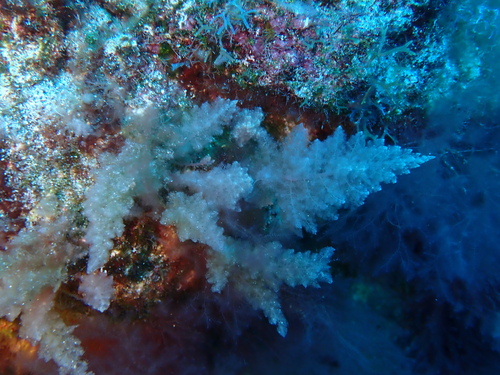 Asparagopsis taxiformis observed 2026-10-09
