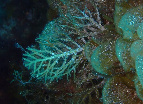 Cystoseira compressa observed 2026-10-09