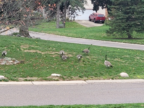 Canada Goose