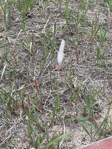 Cogon Grass