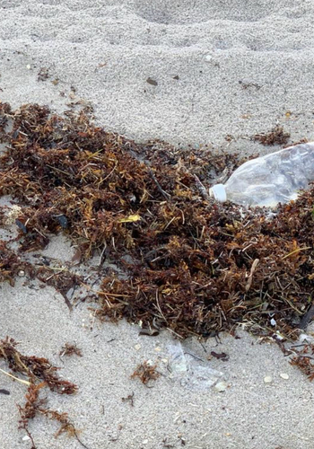 Sargassum natans observed 2026-10-16