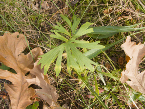 Viola palmata, 2026-10-08