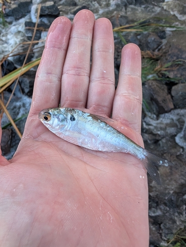 American Gizzard Shad