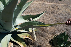 Agave durangensis