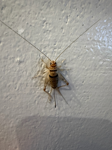 Tropical House Cricket