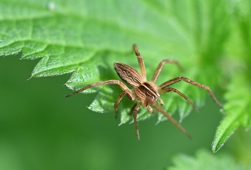 European Nursery Web spider