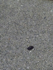Armadillidium vulgare