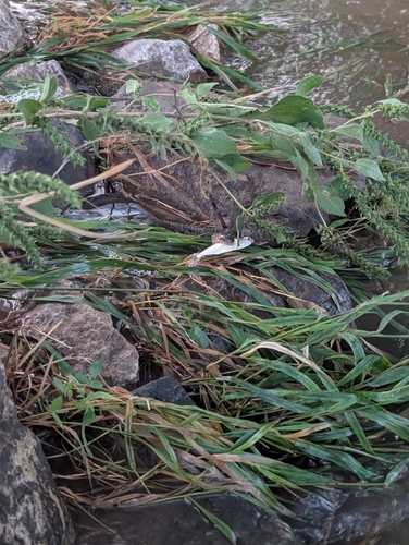 Plain-bellied Watersnake