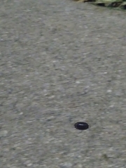 Armadillidium vulgare