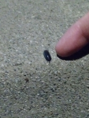 Armadillidium vulgare