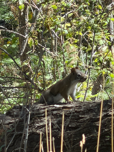 Fremont's Squirrel observed by sdeger