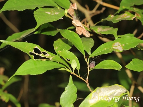 Ficus formosana observed 2026-10-14