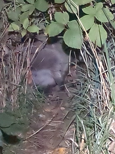 Common Raccoon