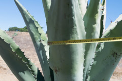 Agave durangensis
