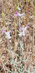 Stachys inflata