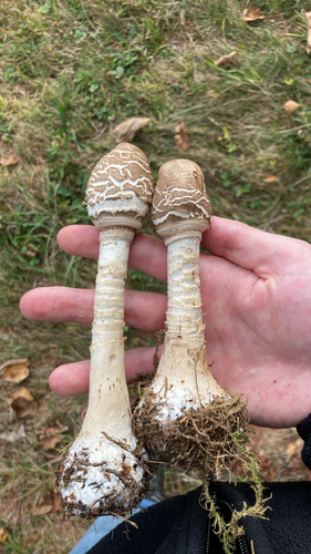 Parasol