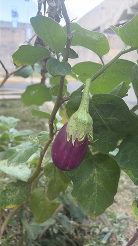 Solanum melongena observed 2026-10-16