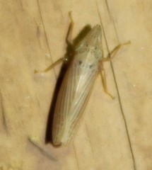 Draeculacephala septemguttata