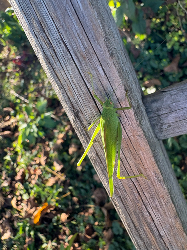 Mediterranean Katydid