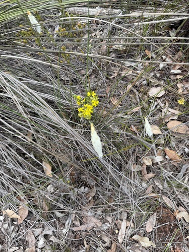 Johnsonia lupulina, 2026-10-16