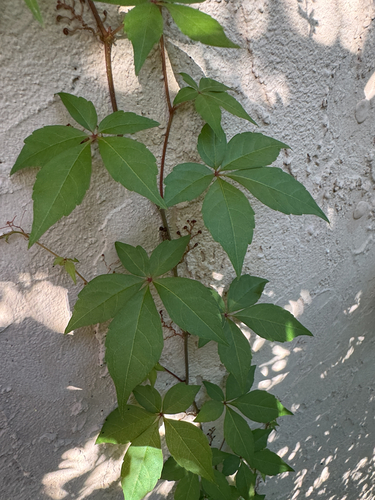 Virginia creeper