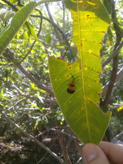 Calopteron reticulatum