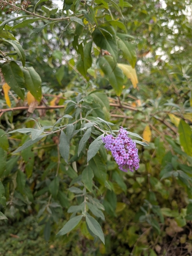 Butterfly bush