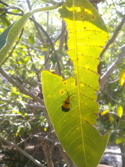 Calopteron reticulatum