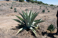 Agave durangensis