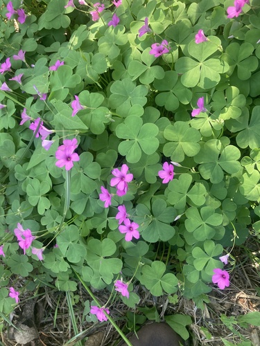 pink-sorrel