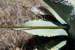 Agave durangensis