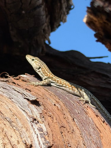 Guadarrama Wall Lizard, Calle de Illescas, Alameda de la Sagra, Toledo, ES, photo 9 of 10