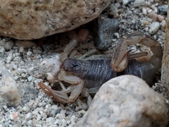 Paruroctonus silvestrii