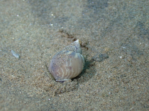 Tritia mutabilis observed 2026-10-14