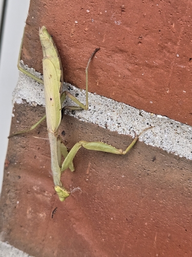 Carolina Mantis