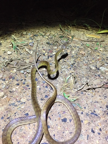 Brown Tree Snake sighting