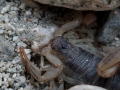 Paruroctonus silvestrii