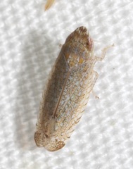 Scaphytopius irroratus