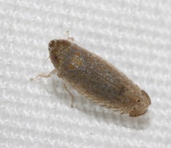 Scaphytopius irroratus